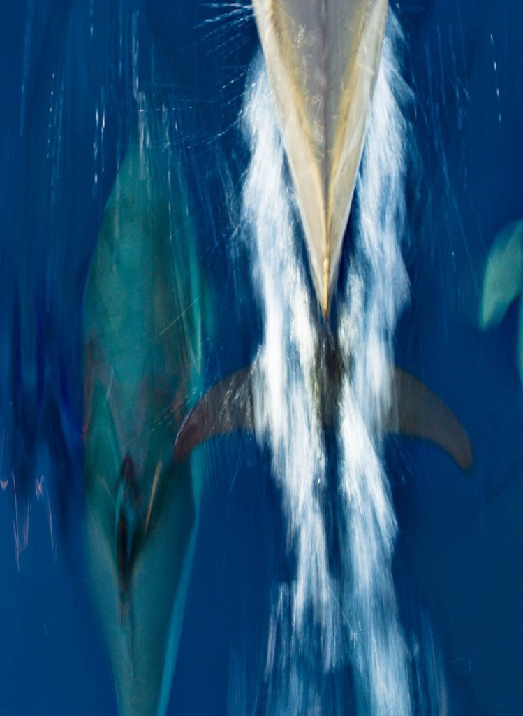 Dolphins / Common Dolphins Common Dolphins