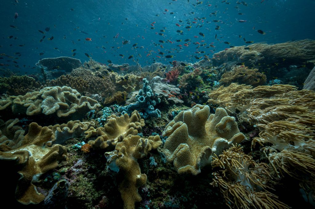 Kaimana / Raja Ampat Raja Ampat