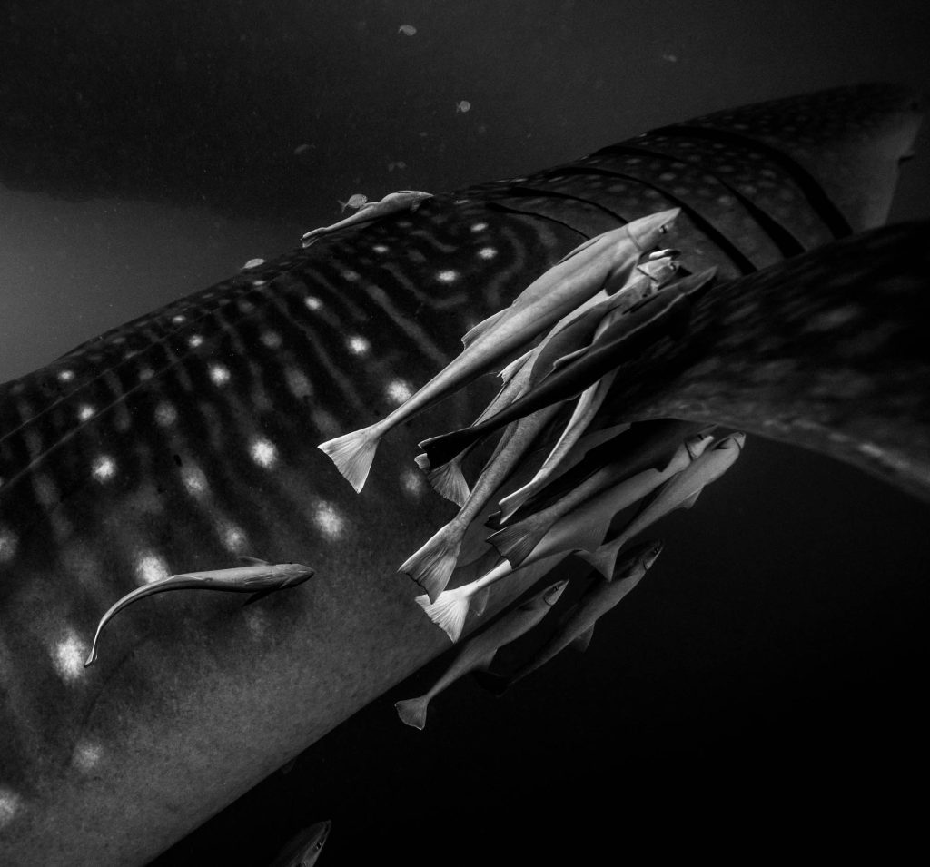 Gental Giants / Whale Sharks Whale Sharks