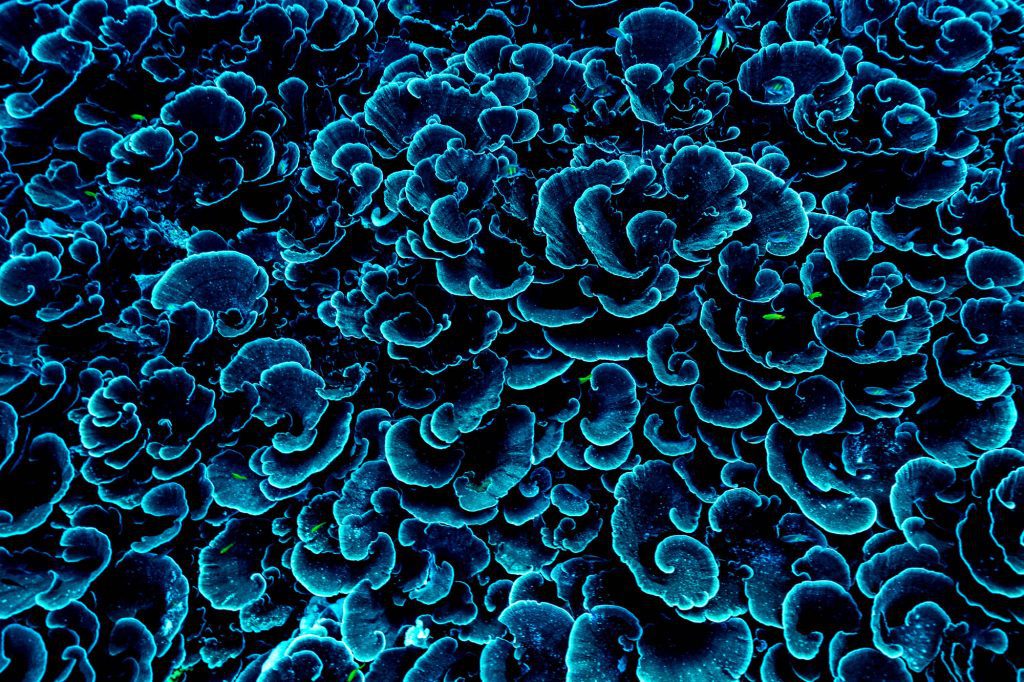 Melissa’s Garden / Raja Ampat Raja Ampat