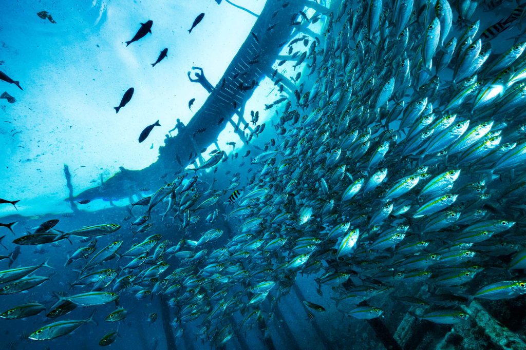 Below the Jetty / Raja Ampat Raja Ampat